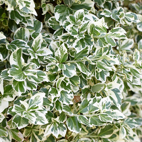 Euonymus Emerald Gaiety Standard Trees Euonymus Emerald Gaiety Standard Trees