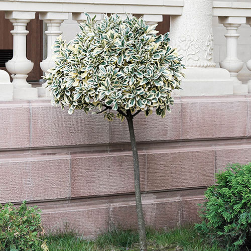 Euonymus Emerald Gaiety Standard Trees Euonymus Emerald Gaiety Standard Trees