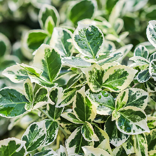 Euonymus Emerald Gaiety Standard Trees Euonymus Emerald Gaiety Standard Trees