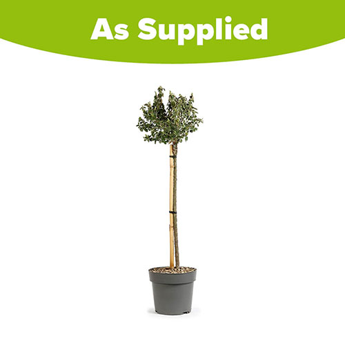 Euonymus Emerald Gaiety Standard Trees Euonymus Emerald Gaiety Standard Trees