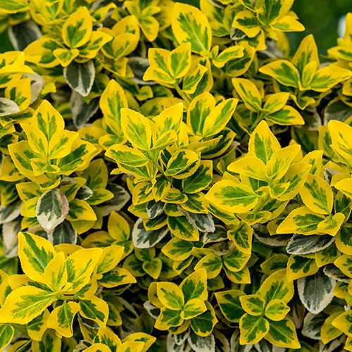 Euonymus Emerald n Gold Standard Trees Euonymus Emerald n Gold Standard Trees