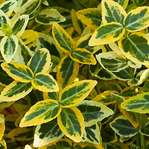 Euonymus Emerald n Gold Standard Trees Euonymus Emerald n Gold Standard Trees