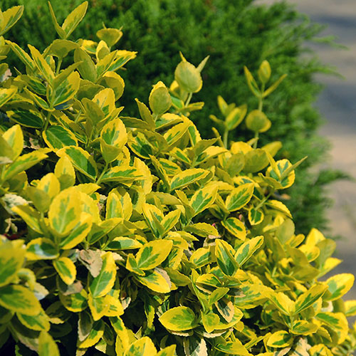 Euonymus Emerald n Gold Standard Trees Euonymus Emerald n Gold Standard Trees