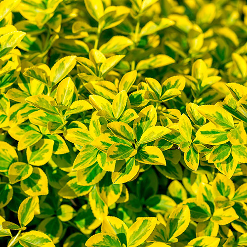 Euonymus Emerald n Gold Standard Trees Euonymus Emerald n Gold Standard Trees