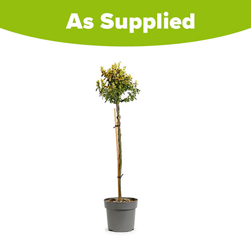 Euonymus Emerald n Gold Standard Trees Euonymus Emerald n Gold Standard Trees