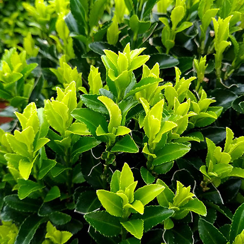 Euonymus Green Spire Euonymus Green Spire