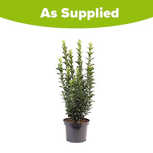 Euonymus Green Spire Euonymus Green Spire