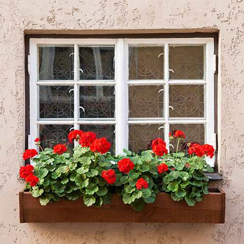 Geranium Decora Balcony Red Geranium Decora Balcony Red