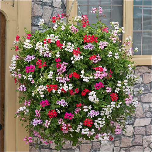 Geranium Reach-out Mix Geranium Reach-out Mix