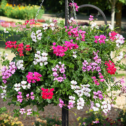 Geranium Reach-out Mix Geranium Reach-out Mix