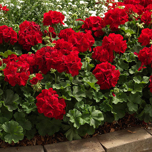 Geranium Summer Lovers Dark Red Geranium Summer Lovers Dark Red