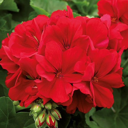 Geranium Summer Lovers Dark Red Geranium Summer Lovers Dark Red