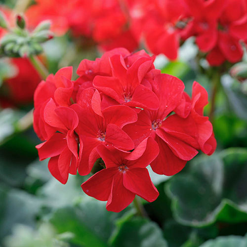 Geranium Summer Lovers Dark Red Geranium Summer Lovers Dark Red