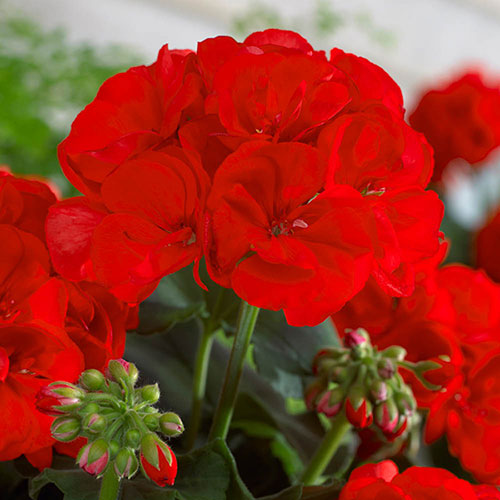 Geranium Summer Lovers Dark Red Geranium Summer Lovers Dark Red
