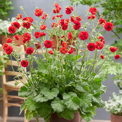 Geum Firestarter Geum Firestarter
