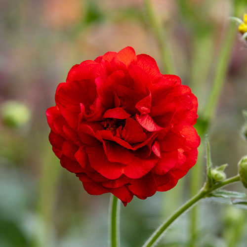 Geum Firestarter Geum Firestarter