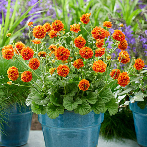 Geum Orange Pumpkin