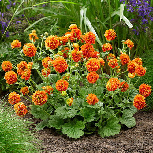 Geum Orange Pumpkin