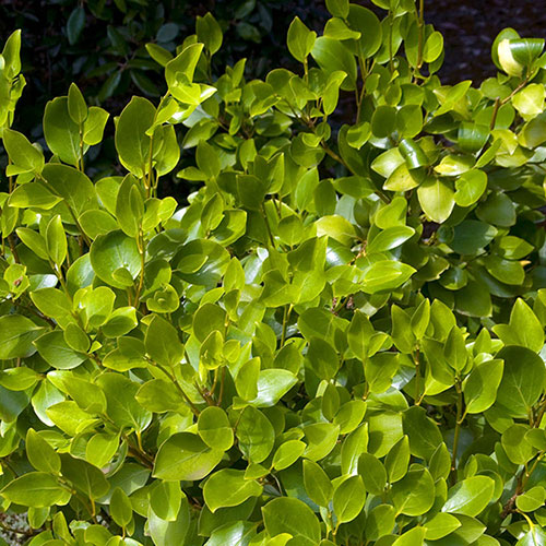 Griselinia Green Horizon Griselinia Green Horizon