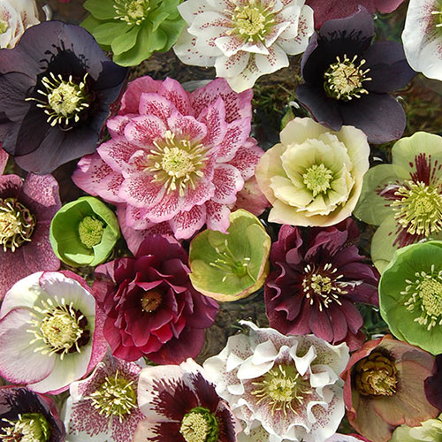Hellebore Queen Mix Hellebore Queen Mix