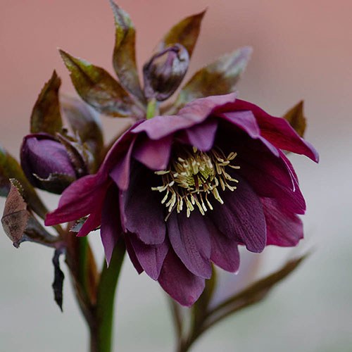 Hellebore Queen Mix Hellebore Queen Mix