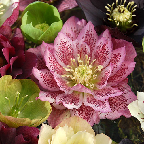 Hellebore Queen Mix Hellebore Queen Mix