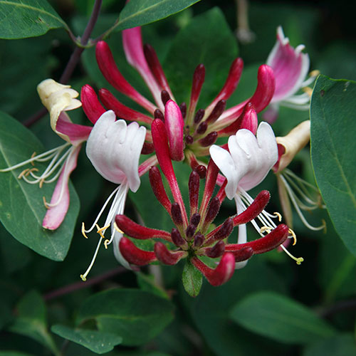 Lonicera Belgica Honeysuckle Lonicera Belgica Honeysuckle