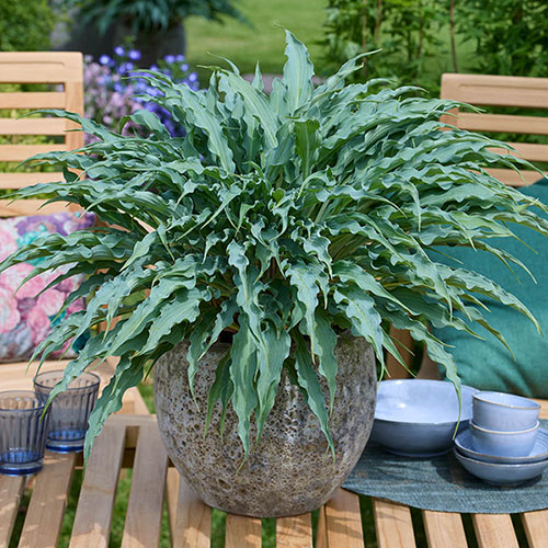 Hosta Silly String Hosta Silly String