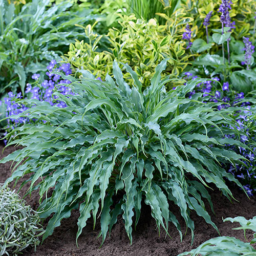 Hosta Silly String Hosta Silly String