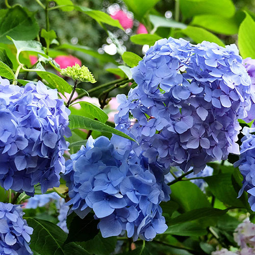 Hydrangea Blue Mophead Standards