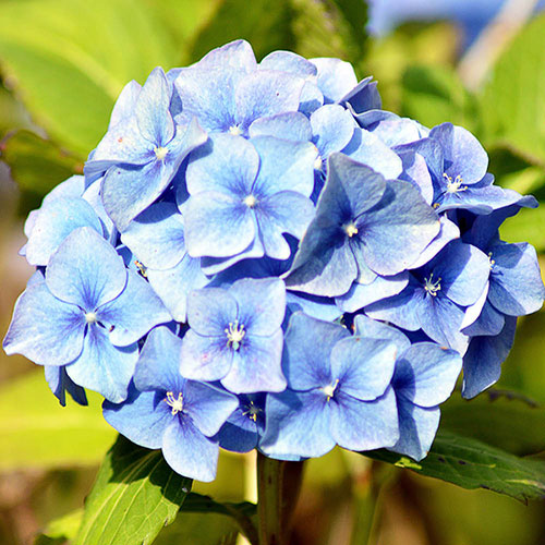 Hydrangea Blue Mophead Standards