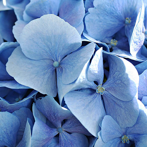 Hydrangea Blue Mophead Standards