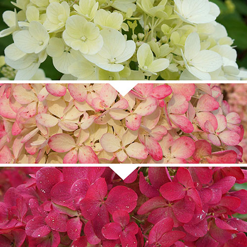 Hydrangea Diamant Rouge Hydrangea Diamant Rouge