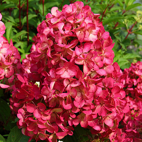 Hydrangea Diamant Rouge Hydrangea Diamant Rouge