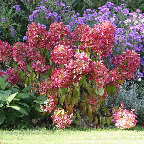 Hydrangea Diamant Rouge Hydrangea Diamant Rouge