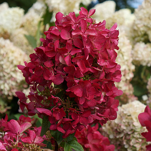 Hydrangea Diamant Rouge Hydrangea Diamant Rouge