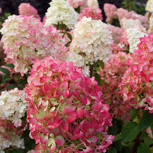 Hydrangea Diamant Rouge Hydrangea Diamant Rouge