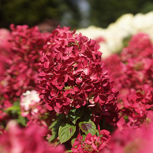 Hydrangea Diamant Rouge Hydrangea Diamant Rouge