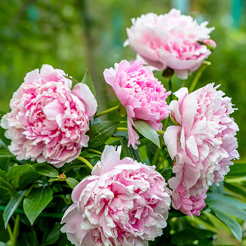 Peony Sarah Bernhardt
