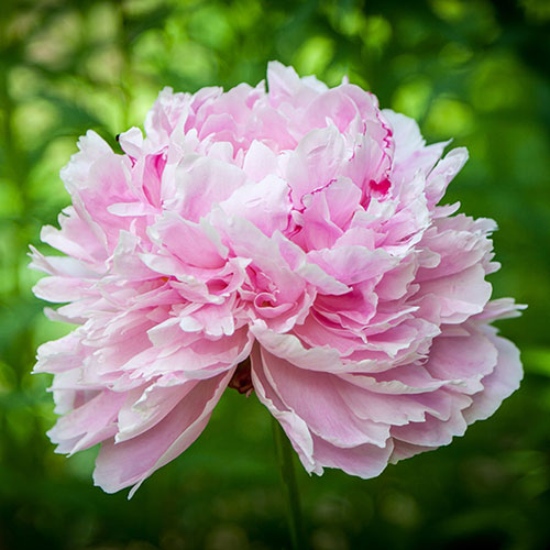 Peony Sarah Bernhardt