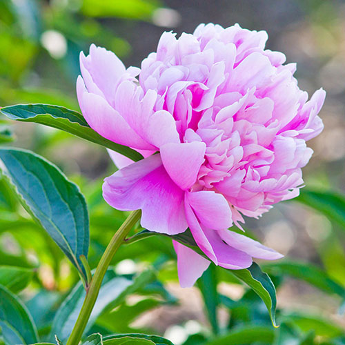 Peony Sarah Bernhardt