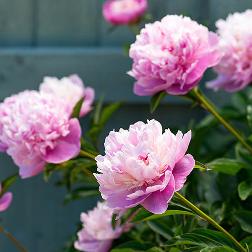 Peony Sarah Bernhardt