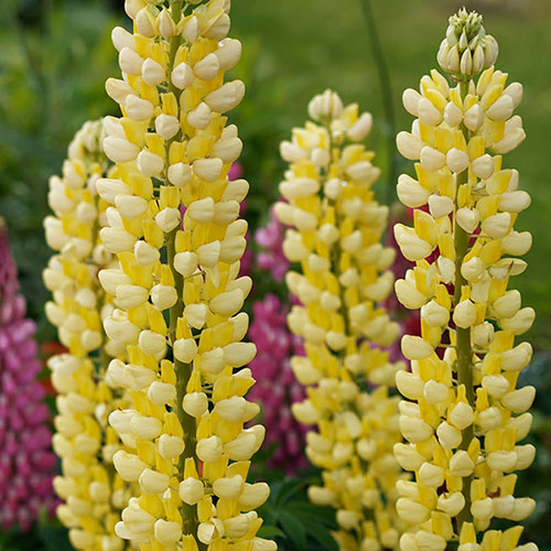 Lupin Russell Hybrids