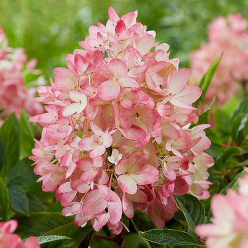 Hydrangea Groundbreaker Blush Hydrangea Groundbreaker Blush
