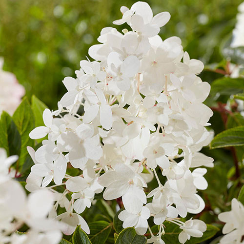 Hydrangea Groundbreaker Blush Hydrangea Groundbreaker Blush