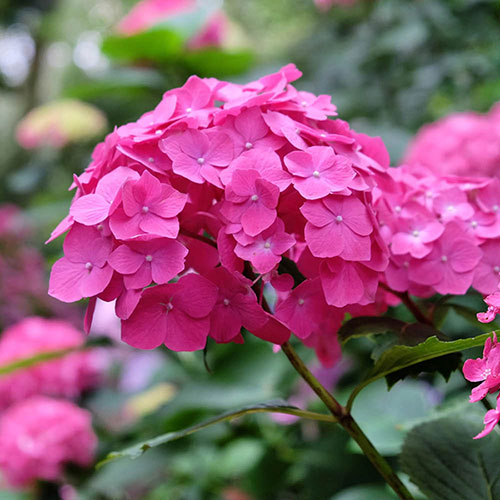 Hydrangea Pink Mophead Standards