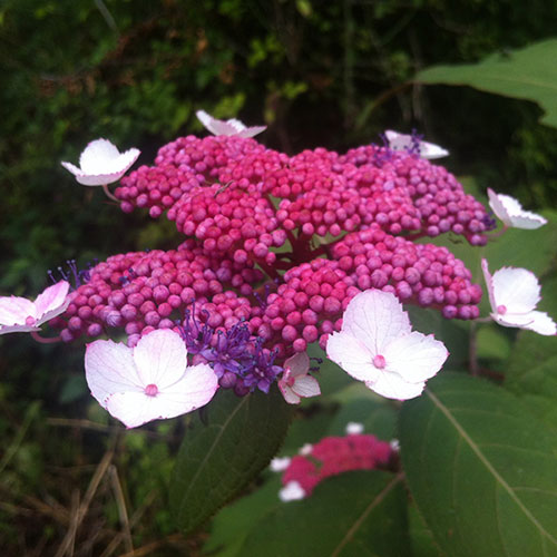 Hydrangea Rosemary Foster Hydrangea Rosemary Foster