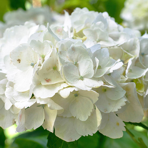 Hydrangea White Mophead Standards Hydrangea White Mophead Standards