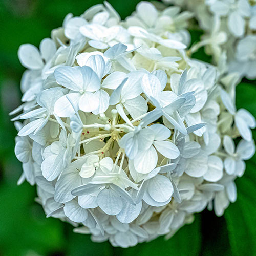 Hydrangea White Mophead Standards Hydrangea White Mophead Standards