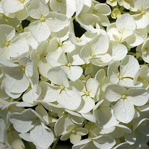 Hydrangea White Mophead Standards Hydrangea White Mophead Standards
